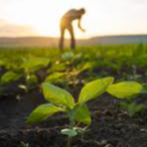 Dhanban Krisak Rasain Partners with Local Farmers for Sustainable Practices! Dhanban Krisak Rasain Partners with Local Farmers for Sustainable Practices!